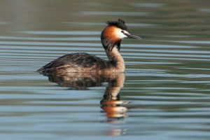 Chomga lub duży liść: zdjęcie, wideo Chomga lub duży liść: zdjęcie, wideo